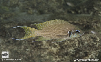 Neolamprologus brichardi 'Nakiwumbu Rocks'